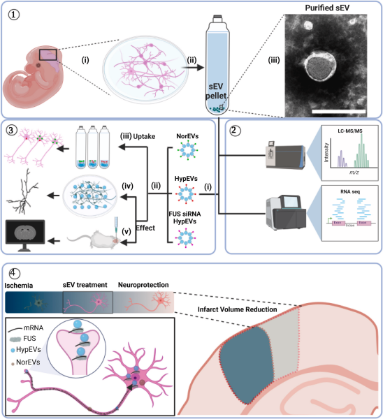 Bioactive Materials(